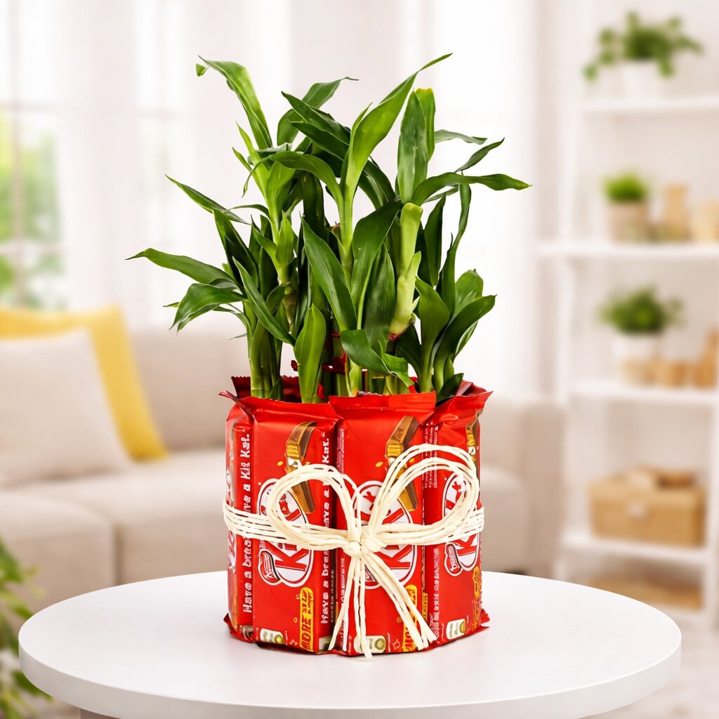 Lucky Bamboo with Kit Kat Chocolate Delight
