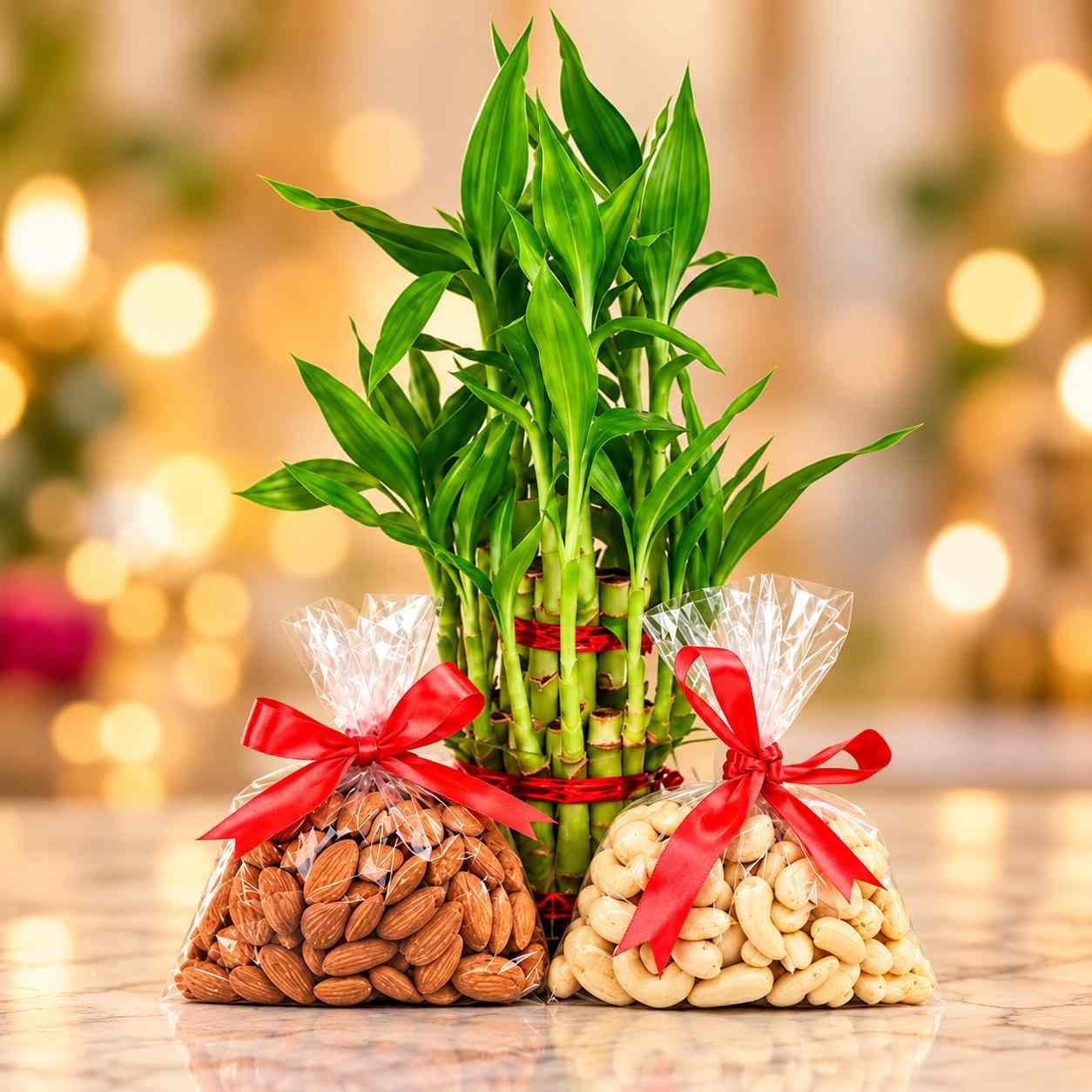 Lucky Bamboo Plant with Almonds & Cashews Festive Gift Set