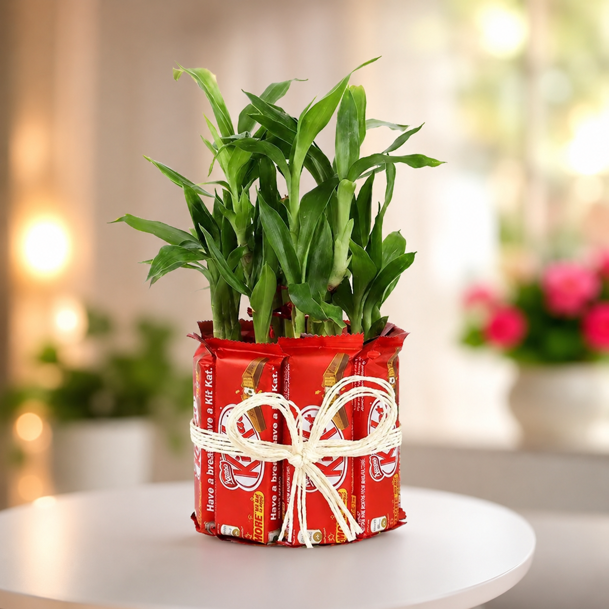 Lucky Bamboo Plant & KitKat Chocolate Gift Combo